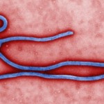 Ebola:Il nanovirus che c’è dietro all’invasione umana