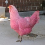 Irrorazioni clandestine di solfuri colorano galline di rosa