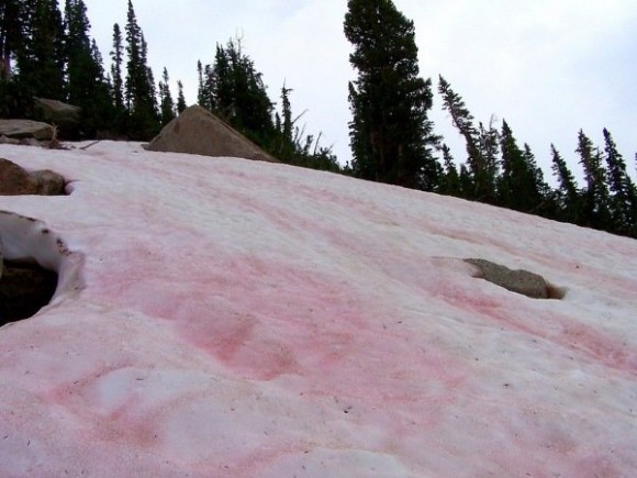 Neve estiva rossa a causa degli ossidi di ferro e bario delle scie chimiche